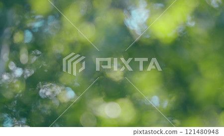 Spring Summer Nature On A Sunny Day. Beautiful Forest With Green Leaves. Green Foliage Of Trees With Afternoon Sun. Bokeh. Spring Summer Nature On A Sunny Day. Beautiful Forest With Green Leaves. Green Foliage Of Trees With Afternoon Sun. Bokeh. 121480948