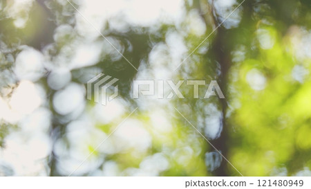 Beautiful Summer Morning In Forest. Moving In Spring Forest. Beautiful Sunny Morning In Green Forest. Green Trees In Forest. Bokeh. Beautiful Summer Morning In Forest. Moving In Spring Forest. Beautiful Sunny Morning In Green Forest. Green Trees In Forest. Bokeh. 121480949
