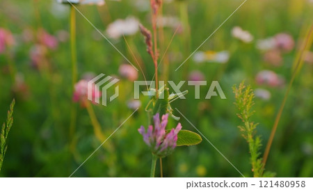 Chamomile Delicate White Flowers And Pink Clovers. Chamomile Flowers Field With Green Grass. Wild Chamomile And Clovers Flowers Growing On Meadow. European Meadows In Sunlight. Steadicam Shot. 121480958