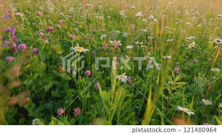 Daisies And Clover Growing In A Field. Summer Meadow With Colorful Wild Flowers. Blooming Daisy And Pink Clover Wild Flowers. Chamomile And Wild Clover Flowers. Gimbal shot. 121480964