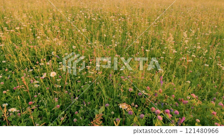 Blossoming Meadow With Daisies And Clovers At Summer. Multicolored Flowering Summer Lawn. Grassland With Pink Clover And Chamomiles Flowers. Gimbal shot. Blossoming Meadow With Daisies And Clovers At Summer. Multicolored Flowering Summer Lawn. Grassland With Pink Clover And Chamomiles Flowers. Gimbal shot. 121480966