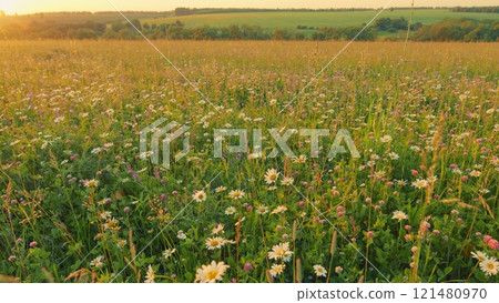 Chamomile In Nature. White Daisy And Pink Clovers Flowers Field Meadows. Wild Daisy Flowers Growing On Meadow. Natural Landscape With Summer Flowers. Moves slowly. 121480970