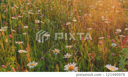 Chamomile Delicate White Flowers And Pink Clovers. Chamomile Flowers Field With Green Grass. Wild Chamomile And Clovers Flowers Growing On Meadow. European Meadows In Sunlight. Gimbal Stabilize. 121480978