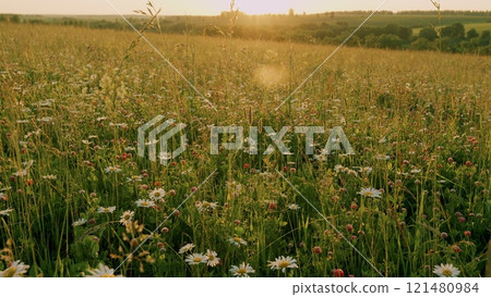 Field Of Clovers And Chamomile Flowers. Spring Flowers And Biology Concept. Natural Landscape With Summer Flowers. White Chamomiles On Green Grass Background. Close Up. Field Of Clovers And Chamomile Flowers. Spring Flowers And Biology Concept. Natural Landscape With Summer Flowers. White Chamomiles On Green Grass Background. Close Up. 121480984