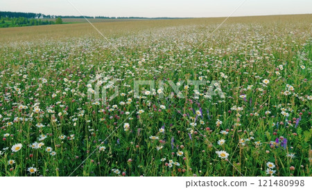 Wild Field Flowers. Common Daisy. Daisy And Clovers Flowers On Green Meadow. Wild Flowers Chamomiles Blossoming On Meadow. Chamomile Flowers Field At Sunset Evening. Gimbal Stabilize. 121480998