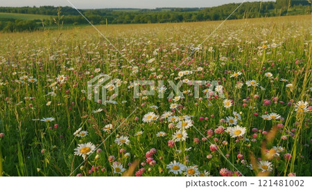 Wild Field Flowers. Common Daisy. Daisy And Clovers Flowers On Green Meadow. Wild Flowers Chamomiles Blossoming On Meadow. Chamomile Flowers Field At Sunset Evening. Slow motion. 121481002