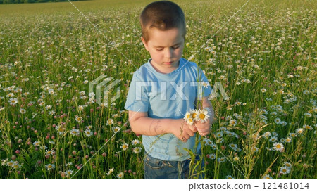 Beautiful Preschool Child In A Flower Field On Sunset. Little Boy Picks Up Flowers Arranging A Bouquet. Close Up. Beautiful Preschool Child In A Flower Field On Sunset. Little Boy Picks Up Flowers Arranging A Bouquet. Close Up. 121481014
