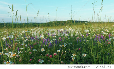 Wild Flowers. Beautiful Nature Scene With Blooming Medical Chamomiles And Clovers. Daisy Meadow On A Sunny Summer Day. Chamomile Flowers Field With Green Grass. Gimbal shot. Wild Flowers. Beautiful Nature Scene With Blooming Medical Chamomiles And Clovers. Daisy Meadow On A Sunny Summer Day. Chamomile Flowers Field With Green Grass. Gimbal shot. 121481065