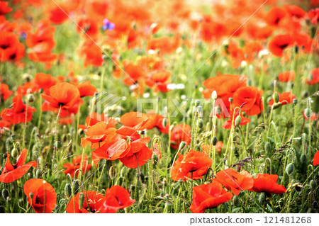 Beautiful green field with red poppy flowers. 121481268