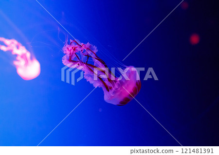 macro of a beautiful jellyfish chrysaora lactea macro of a beautiful jellyfish chrysaora lactea 121481391