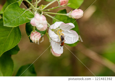 Beautiful spring flowering branches of trees with white flowers and insects macro Beautiful spring flowering branches of trees with white flowers and insects macro 121481392