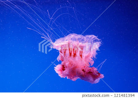 macro of a beautiful jellyfish cyanea capillata macro of a beautiful jellyfish cyanea capillata 121481394