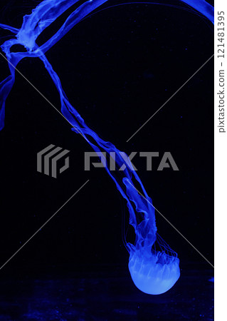 macro of a beautiful jellyfish chrysaora chinensis macro of a beautiful jellyfish chrysaora chinensis 121481395