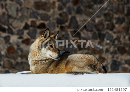 beautiful wolf on a snowy road 121481397