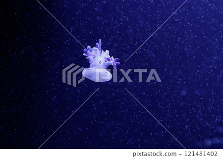 macro of a beautiful jellyfish rhizostoma luteum 121481402