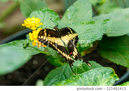 macro beautiful butterfly Papilio thoas macro beautiful butterfly Papilio thoas 121481413