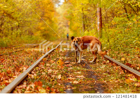 Autumn forest through which an old tram rides (Ukraine) and red dog Autumn forest through which an old tram rides (Ukraine) and red dog 121481418