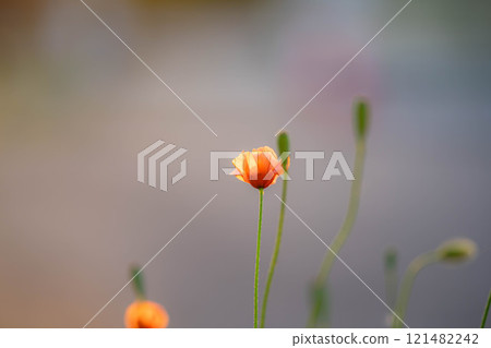 [Flower material] Poppy flowers blooming in early summer [Nagano Prefecture] 121482242