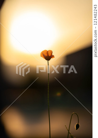[Flower material] Poppy flowers blooming in early summer [Nagano Prefecture] 121482243
