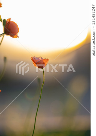 [Flower material] Poppy flowers blooming in early summer [Nagano Prefecture] 121482247