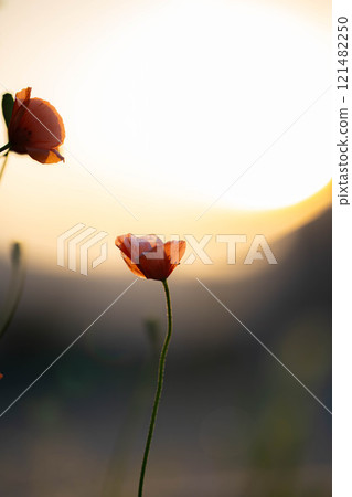 [Flower material] Poppy flowers blooming in early summer [Nagano Prefecture] 121482250