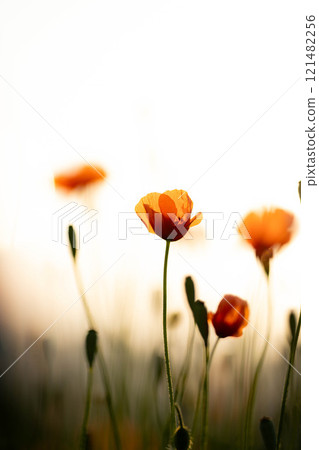 [Flower material] Poppy flowers blooming in early summer [Nagano Prefecture] 121482256