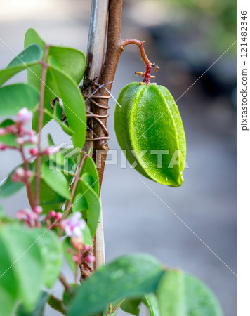 Close up of young fruit of Vietnamese star fruit 121482346