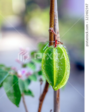 Close up of young fruit of Vietnamese star fruit 121482347