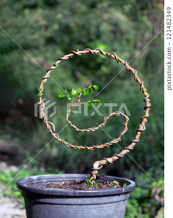 Sam nui,Antidesma acidum tree in plastic pot used to create bonsai. Sam nui,Antidesma acidum tree in plastic pot used to create bonsai. 121482349