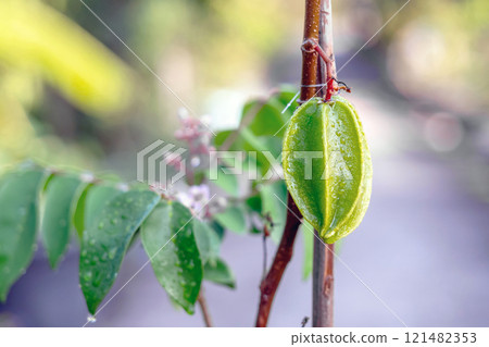 Close up of young fruit of Vietnamese star fruit 121482353