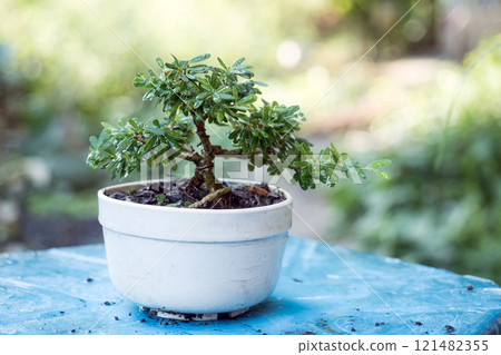 Small Linh sam, a small bonsai tree in Ceramic pot Small Linh sam, a small bonsai tree in Ceramic pot 121482355