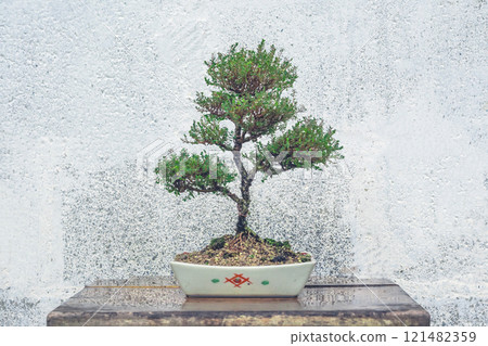 Phyllodium pulchellum in ceramic pots used to create bonsai 121482359