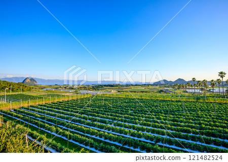 鹿兒島縣指宿市長崎鼻入口展望台的秋景 121482524