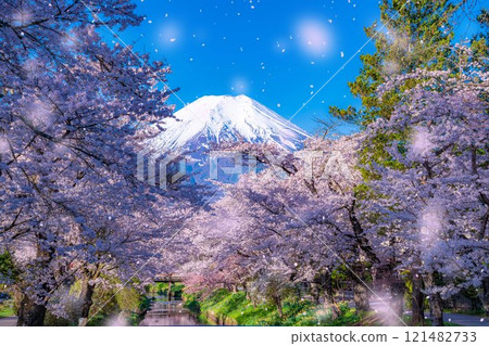 [Sakura blizzard] Cherry blossoms in Oshino Village, Mt. Fuji, and cherry blossom blizzard [Yamanashi Prefecture] 121482733