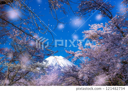 [Sakura blizzard] Cherry blossoms in Oshino Village, Mt. Fuji, and cherry blossom blizzard [Yamanashi Prefecture] 121482734