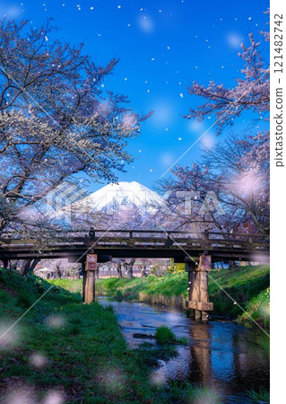 [櫻花暴風雪]富士山忍野村的櫻花和櫻花暴風雪[山梨縣] 121482742