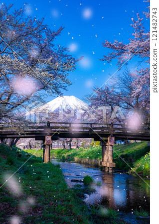 [Sakura blizzard] Cherry blossoms in Oshino Village, Mt. Fuji, and cherry blossom blizzard [Yamanashi Prefecture] 121482743