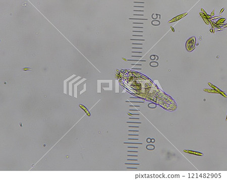 生活在淡水中的浮游生物 121482905