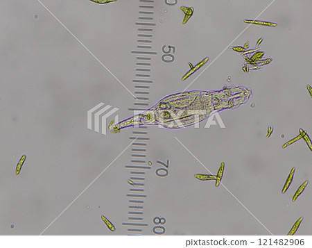 Rotifers that work together with Euglena 121482906