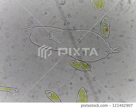 A rotifer expelling its body contents A rotifer expelling its body contents 121482907