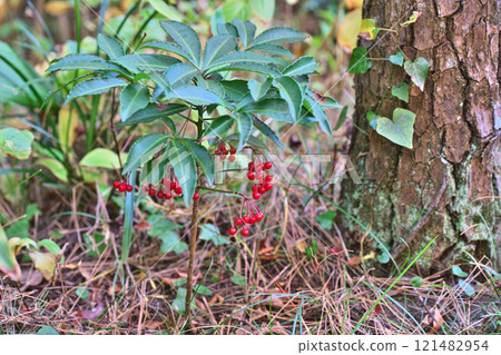 紅芒果（冬季、12 月） 121482954