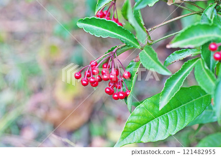 紅芒果(冬季、12 月) 紅芒果(冬季、12 月) 121482955