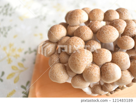 姬菇特寫,重要營養素包括鳥氨酸,富含膳食纖維,非常適合火鍋菜餚 姬菇特寫,重要營養素包括鳥氨酸,富含膳食纖維,非常適合火鍋菜餚 121483189