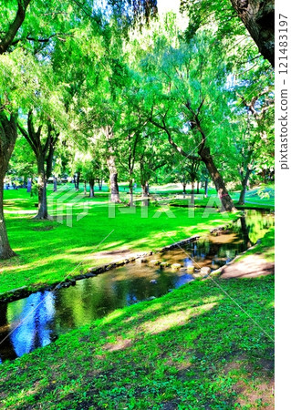 北海道大學校園中央草坪風景 121483197