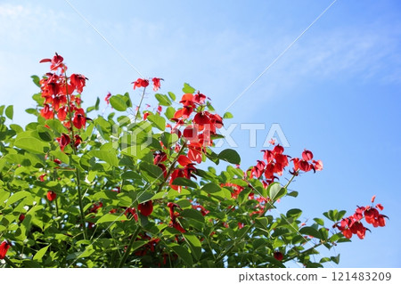 Vivid American deigo flowers 121483209