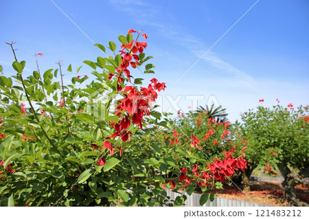 Vivid American deigo flowers 121483212