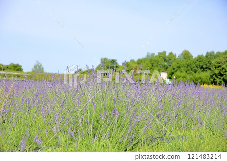 Refreshing lavender flowers 121483214