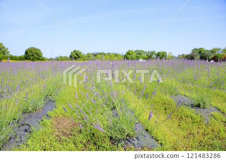 Refreshing lavender fields 121483286