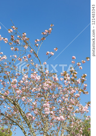 Double cherry blossoms in the blue sky 121483343