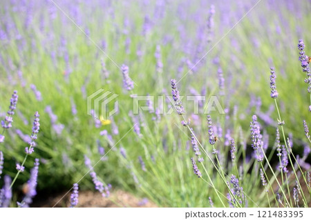 Refreshing lavender flowers 121483395